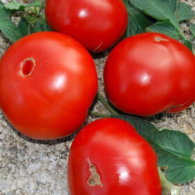 Avysa Tomato Red टमाटर Seed(800 per packet)