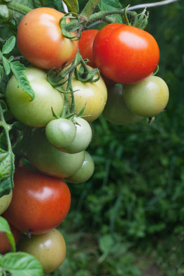 GREENELAND tomato Seed(95 per packet)