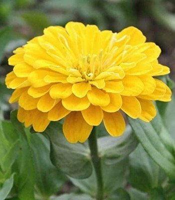 CYBEXIS TLX-41 - Yellow Zinnia Flower - (30 Seeds) Seed(30 per packet)