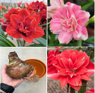 Andhagnai Amaryllis Lily Double Flower Bulbs Pack of 5 Seed(5 per packet)