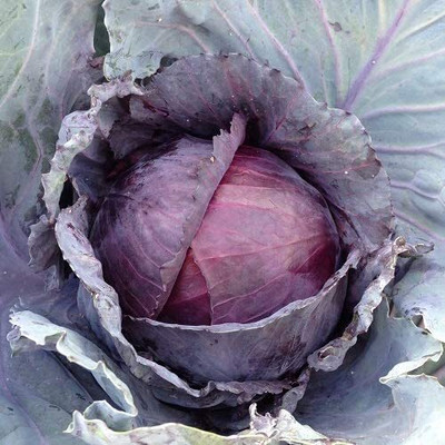 Aywal RED CABBAGE Seed(40 per packet)