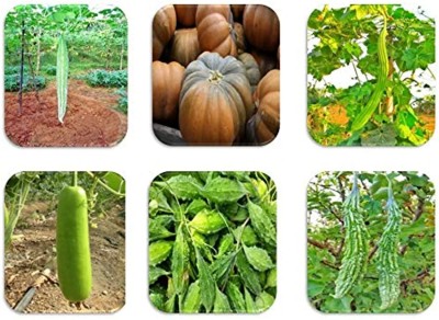 CHILLATAI Combo Best Collection of 6 Variety Climbing Vegetable Pack Seed(70 per packet)