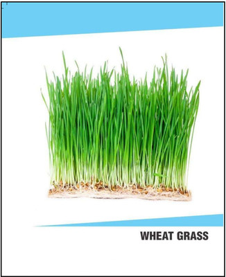 VibeX Hybrid Wheatgrass Seeds(5000 Seeds) Seed(5000 per packet)