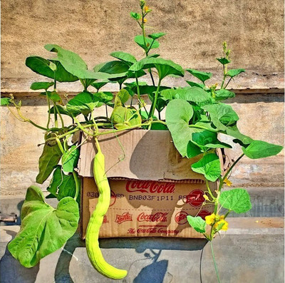 CYBEXIS PAU-28 - Kakdi / Long Melon - (150 Seeds) Seed(150 per packet)