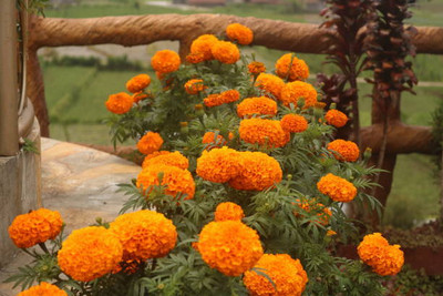 Infintegreen marigold/gende ka phool flower seeds Seed(50 per packet)