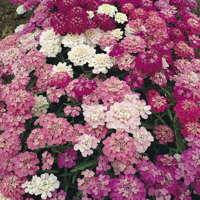 CEZIUS FAIRYMIX CANDYTUFT FLOWER Seed(100 per packet)