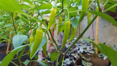 BDSresolve Kashmiri chilli seeds PACK OF 135 Seed(135 per packet)