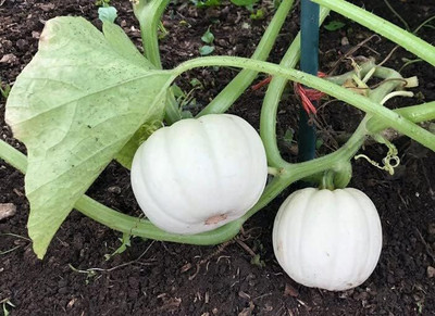 Qualtivate RES-1A Mini White Pumpkins Seed(50 per packet)