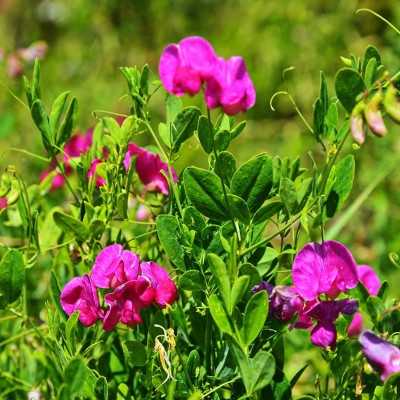 VibeX ® RXI-201 Sweet Peas Royal Rose-Pink Seed(50 per packet)