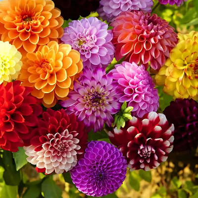 VibeX XL-29 - Mix Dahlia Pompon Flower Mixed Color - (60 Seeds) Seed(60 per packet)