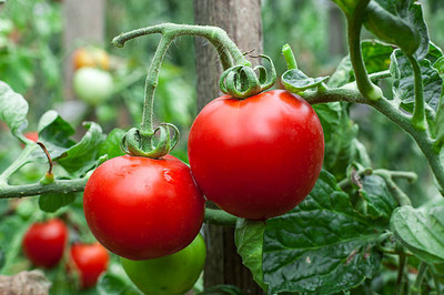 DORVIK tomato Seed(60 per packet)