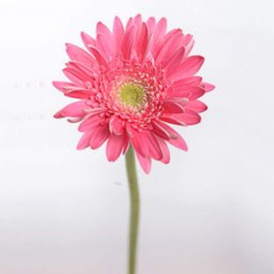 VibeX LX-13 - Rare Pink Chrysanthemum - (30 Seeds) Seed(30 per packet)