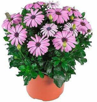 CYBEXIS African Daisy Multi-Mix Color Flower Seeds Seed(50 per packet)