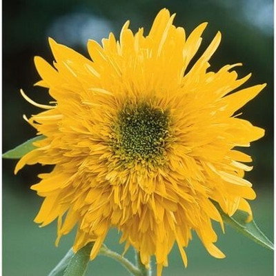 Dasstore DOUBLE SUNFLOWER SEED (PACK OF 20) Seed(20 per packet)