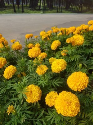 Natures Yard marigold/gende ka phool flower seeds Seed(50 per packet)