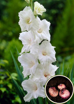 LIVE GREEN LIVE GREEN Gladiolus/sword Lily white flower bulbs. Best For Home & Gardening Seed(5 per packet)