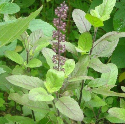 Aywal Shyam Tulsi Seed(50 per packet)