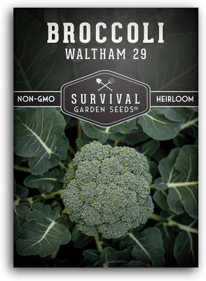 WILLVINE SCI -X Grow Waltham 29 Broccoli Seed [25g] Seed(7500 per packet)