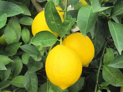 CRGO LEMON , NIMBU Seed(15 per packet)