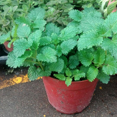 KNESSiN Mint Seed(200 per packet)