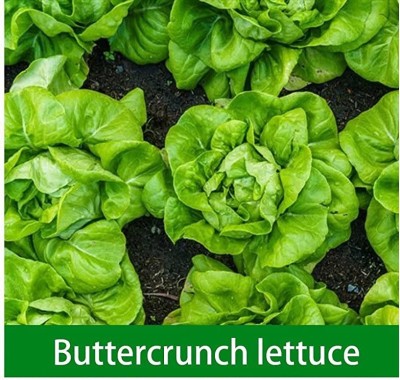 CYBEXIS XL-97 - Buttercrunch Lettuce - (150 Seeds) Seed(150 per packet)