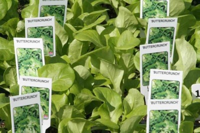 Qualtivate HUA-1A Buttercrunch Lettuce Seeds Seed(300 per packet)