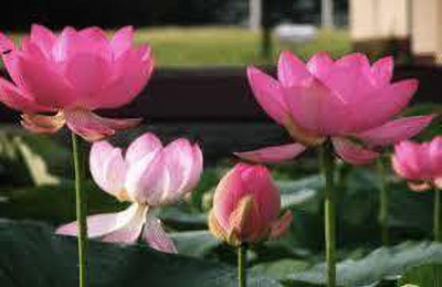 CARIBBEAN LOTUS SEEDS Seed(15 per packet)