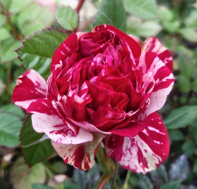 Qualtivate PUA-9A Bi-Color Red and White Gigi Rose Seeds Seed(25 per packet)