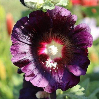 Aywal Hollyhock F1 Dwarf Flower Seeds For Kitchen Gardening Seed(10 per packet)