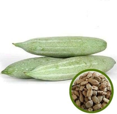 VibeX CHICHINDA/SNAKE GOURD/CHHACHINDRA SEEDS[250 Gms, 1250 Seeds] Seed(1250 per packet)