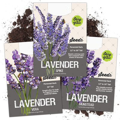 VibeX ® VXI-305 Old Fashioned English Lavender Vera Seed(500 per packet)
