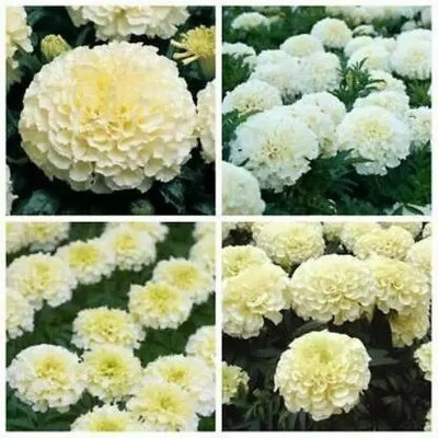 MAA Marigold Double White Seed(55 per packet)