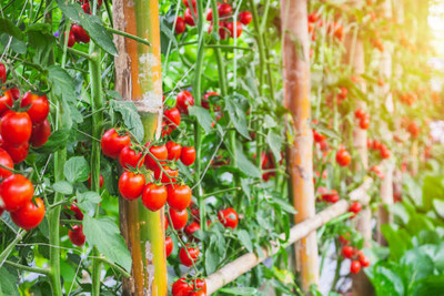 SHASHWAT CREATION tomato Seed(145 per packet)