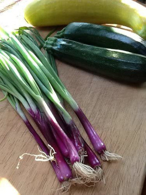 CYBEXIS Red Scallion Bounching Onion Seeds-500 Seeds Seed(500 per packet)