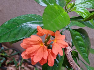 UGRA kanakambaram-firecracker-crossandra Seed(39 per packet)