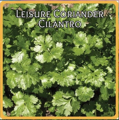 Qualtivate GBPUT-117 Cilantro Seed - Non-GMO Heirloom Seed(500 per packet)