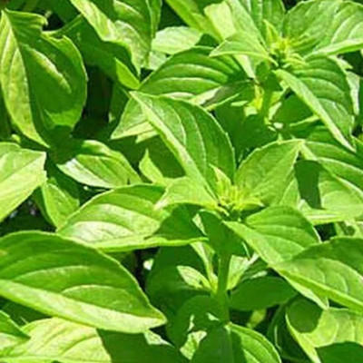 Qualtivate XL-17 Basil, Sweet Dani Herb Seeds Seed(1000 per packet)