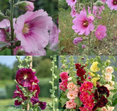 ibains Hollyhock seed for home garden beej 17 Seed(17 per packet)