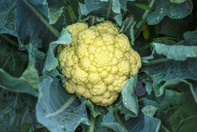Radhakrishna white cauliflower,gobhee seeds Seed(5 per packet)