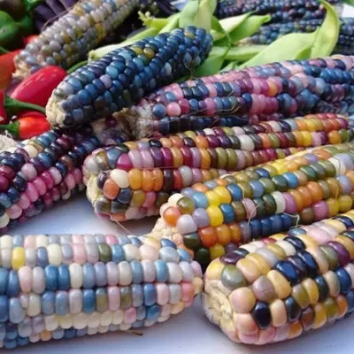 MAA Rainbow Corn, Corn Seed(38 per packet)