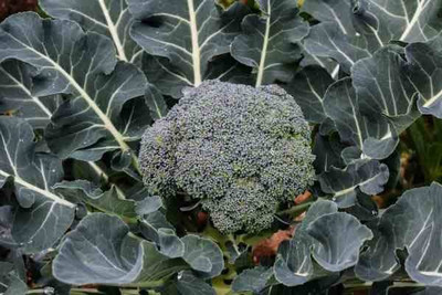 CYBEXIS XLR-40 - Lieutenant Broccoli - (450 Seeds) Seed(450 per packet)