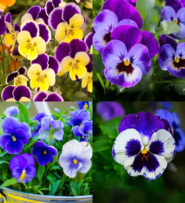 ibains Pansy mixed flower seeds biij 22 Seed(22 per packet)