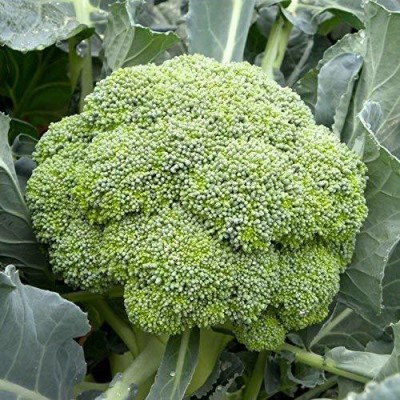 CYBEXIS GUA-66 - Hybird Broccoli - (150 Seeds) Seed(150 per packet)