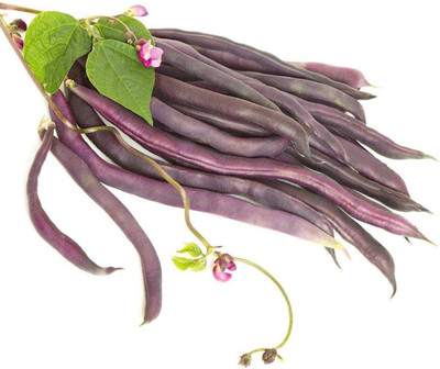 KNESSiN Beans Seed(50 per packet)