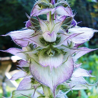 Qualtivate ICRA-9A Clary Sage - Bluish-White Seed(100 per packet)