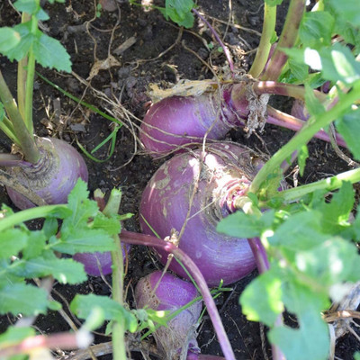 Aywal Scarlet Queen Turnip Seed(600 per packet)