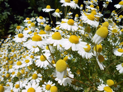 CYBEXIS VXI-19 - German Chamomile (Matricaria recutita) - (750 Seeds) Seed(750 per packet)