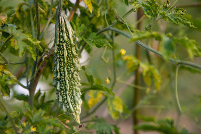 Kodali Hybrid F1 Bitter Gourd Seeds Pack Of 15 Seed(15 per packet)