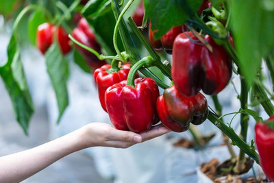 ibains Red and yellow capsicum seeds Seed(12 per packet)