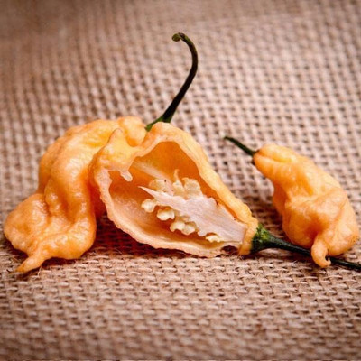 Qualtivate RES-2A Peach Ghost Scorpion Pepper Chilli Seed(300 per packet)